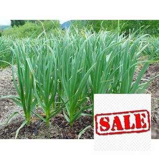 Gói 5gr giống rau hẹ sale