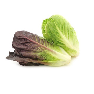 Hạt giống xà lách Romaine 100h