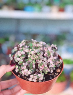 Pink lady ( tóc rối)