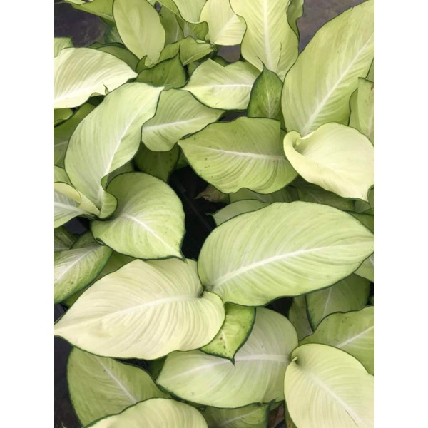 Chậu cứng Dieffenbachia