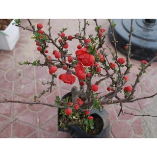 Cây mai đỏ hoa vào tết