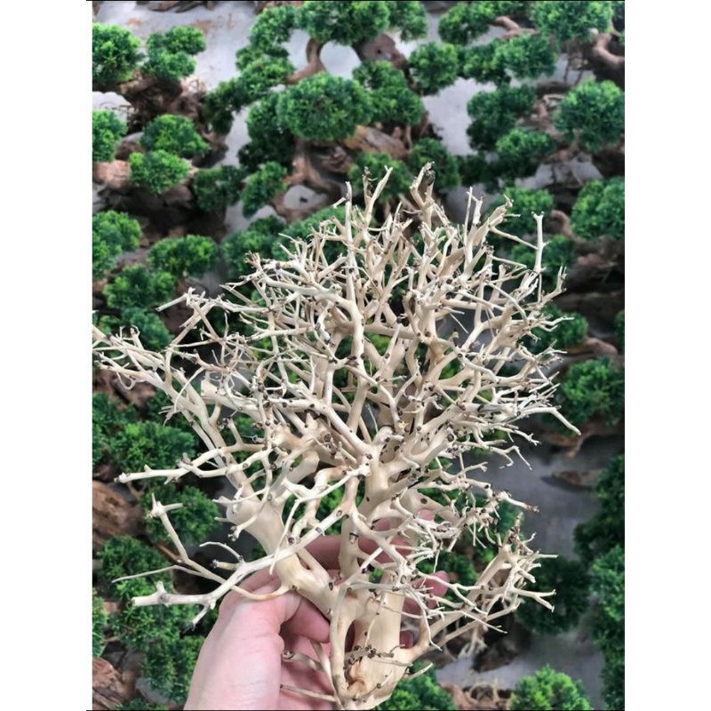 Lũa Xương Chùm Nhánh Thủy Sinh Ghép bonsai quấn rêu, tân đế