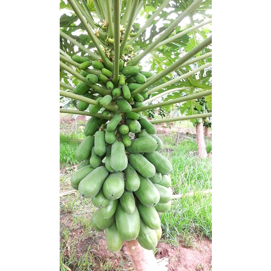 HẠT GIỐNG ĐU ĐỦ SIÊU LÙN HÀ LAN F1 _ Hạt giống Thái nảy 99%