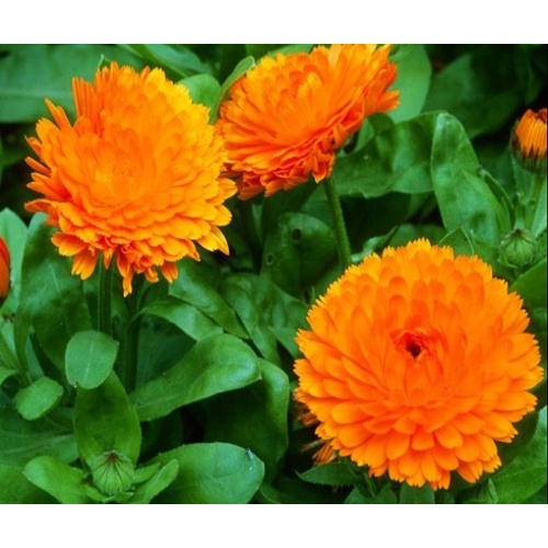 Hạt giống Cúc SUSI (tặng kèm phân bón)