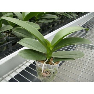Lan hồ điệp cắt cành bầu 2.8