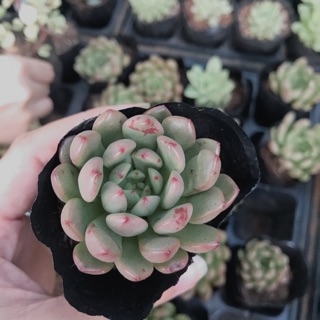 Sen đá ruby đỏ