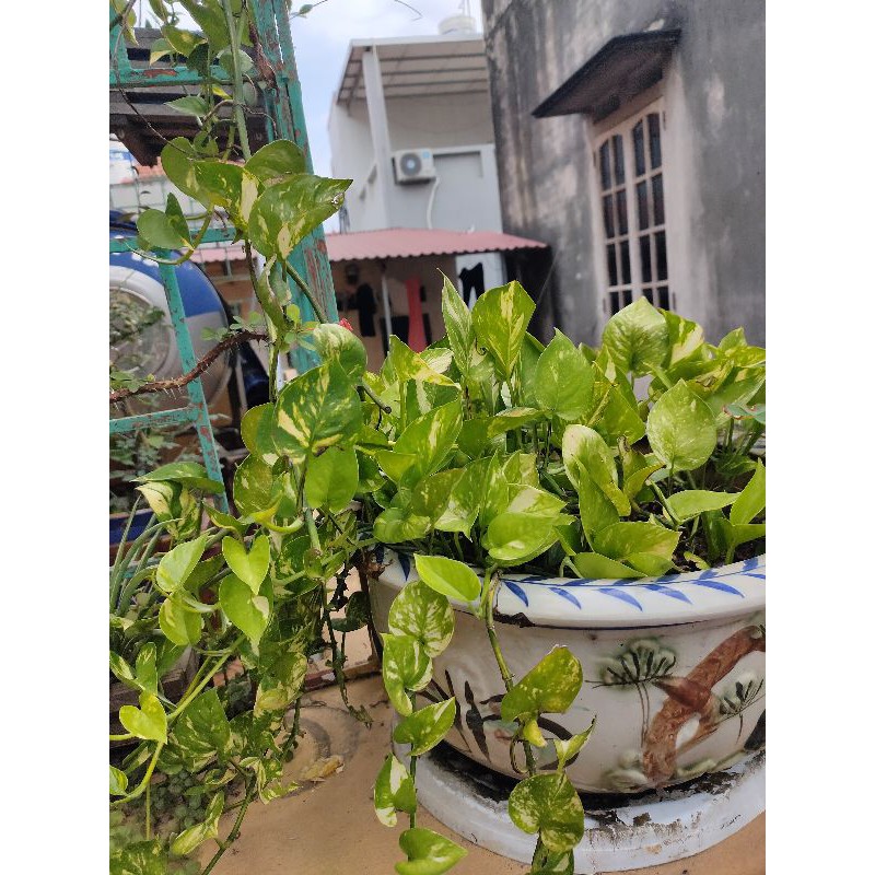 Cây trầu bà sữa