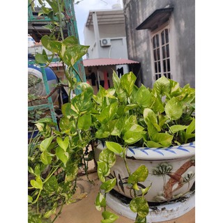 Cây trầu bà sữa và cây trầu bà leo cột