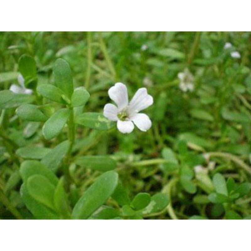 1 bụi  cây rau đắng biển 10 đến 15 cây cả đất  làm giống  trồng là sống