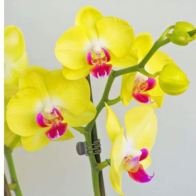 Hoa Lan Bốn Mùa 8787
