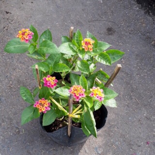 Cây ngũ sắc bông nhiều màu