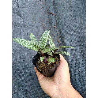 Sen hồ lô/lục bình