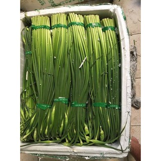 Ngồng tỏi Đà Lạt