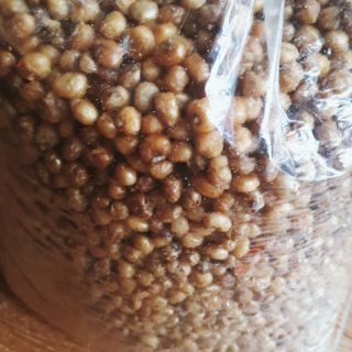 NGÔ CAY SỈ 5KG