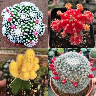Hạt giống cây xương rồng Asura 50h