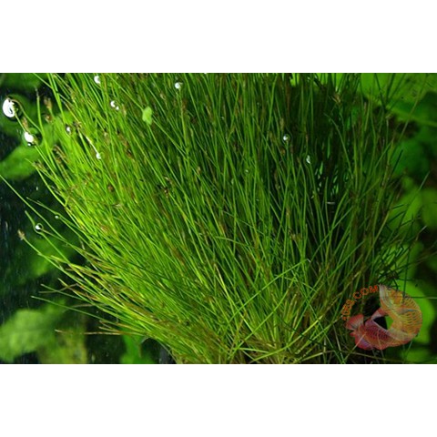 Cây thủy sinh Ngưu Ma Chiên cây cỏ thủy sinh trải nền cực mượt và đẹp
