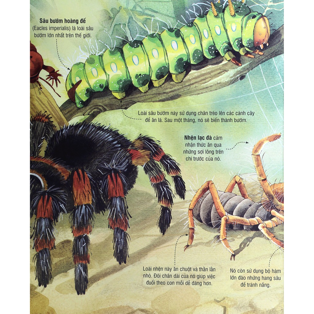 Sách - Cuốn Sách Khổng Lồ Về Những Con Bọ - (Big Book Of Big Bugs) | BigBuy360 - bigbuy360.vn