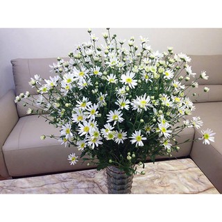 Hạt giống hoa cúc chi trắng