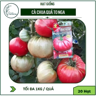 Hạt Giống Cà Chua Quả To Nga 20H