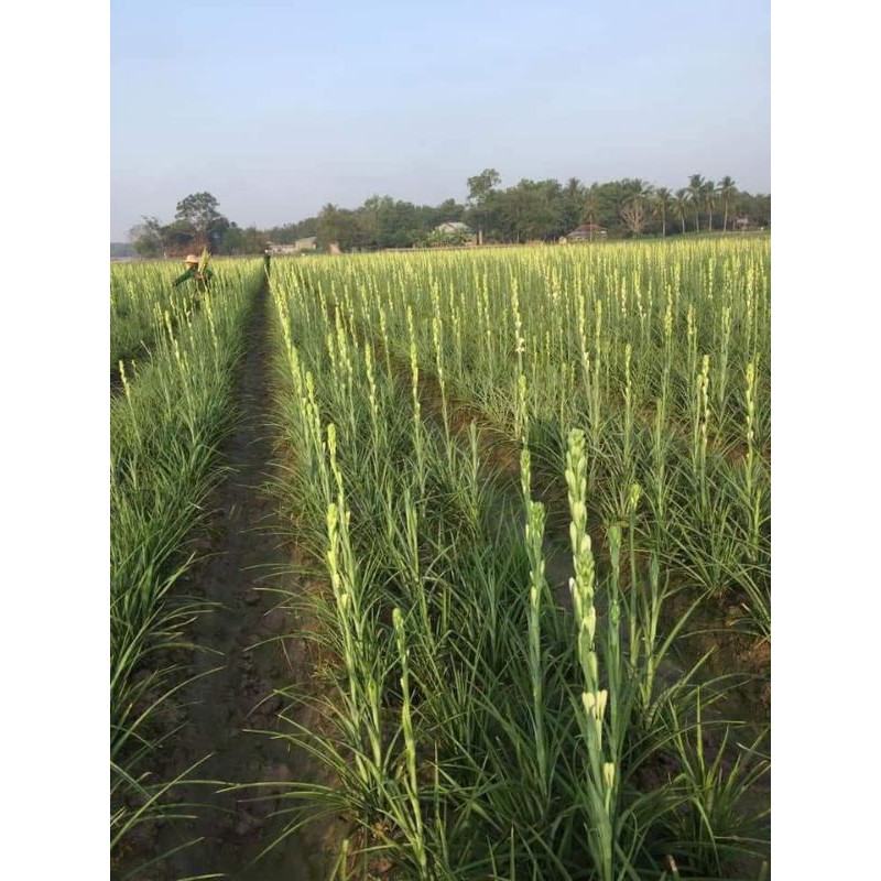 Củ giống hoa huệ kép trắng