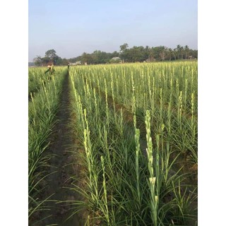 Củ giống hoa huệ kép trắng