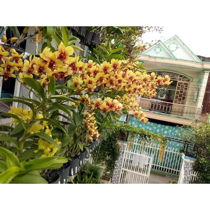 Hoa lan vàng tia