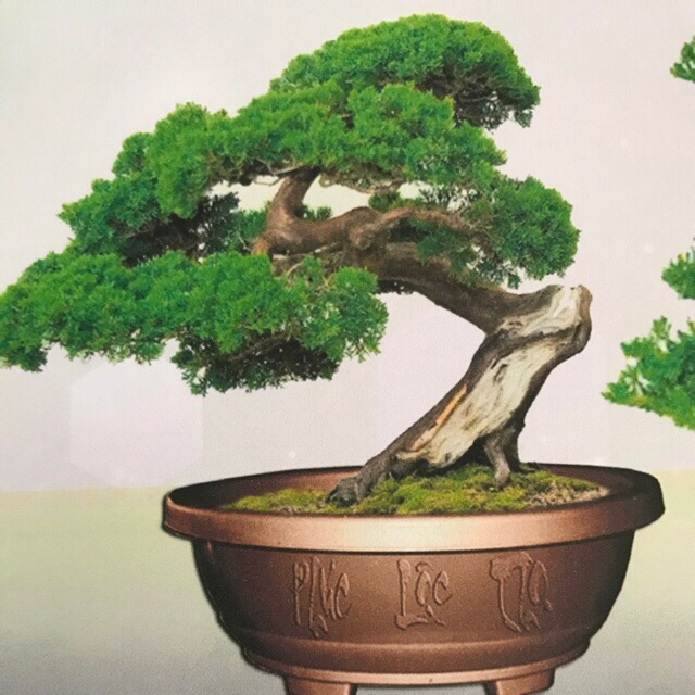 Chậu bonsai 36cm