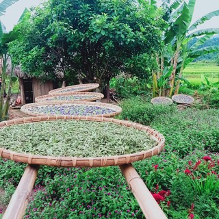 (GIÁ SỈ 1KG) TRÀ HOA ĐẬU BIẾC NHÀ TRỒNG HỮU CƠ