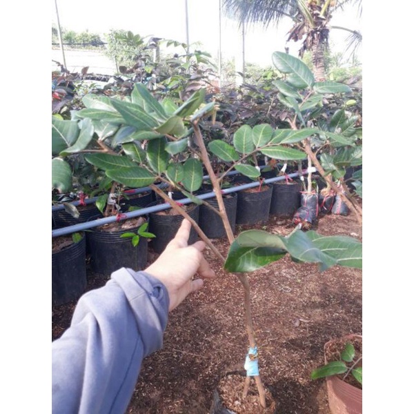 Cây giống Thanh nhãn