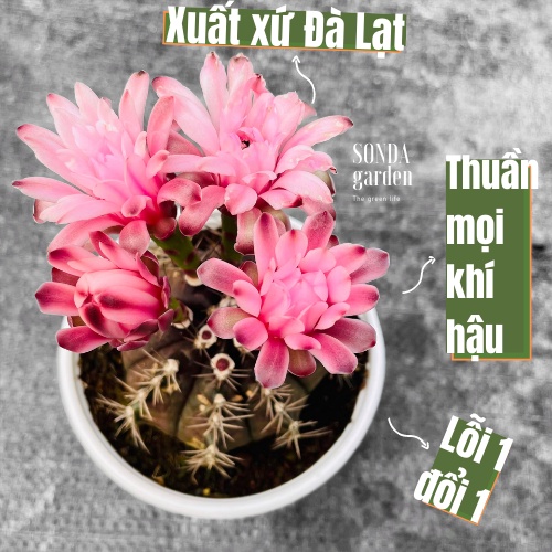 Xương rồng gymno đang nụ SONDA GARDEN size trung bình 8-10cm, cây cảnh trang trí nhà cửa, lỗi 1 đổi 1