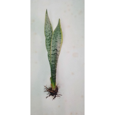 Cây lưỡi hổ 30cm