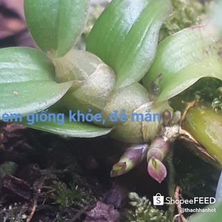 Phi điệp hòa bình ươm tự nhiên