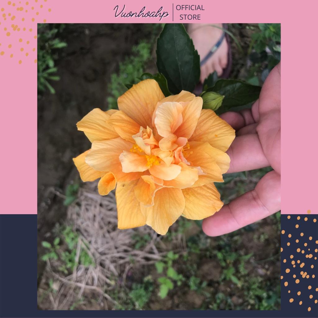 Cây hoa dâm bụt kép vàng cao khoảng 50cm cây như hình, lỗi 1 đổi 1, tặng kèm phân hữu cơ cho đơn hàng