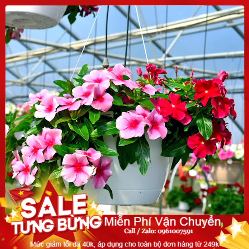 Hạt Giống Hoa Dừa Cạn Rủ Mix - 30 Hạt