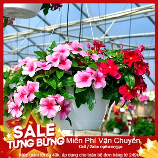 Hạt Giống Hoa Dừa Cạn Rủ Mix - 30 Hạt