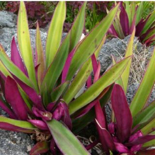 Cây lẻ bạn làm giống cây sò huyết