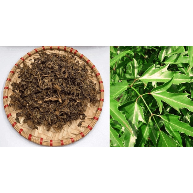 Bột lá đinh lăng