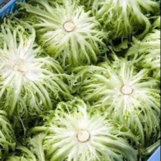 Hạt Giống Xà Lách San Hô