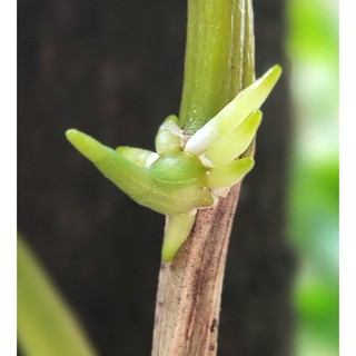 Bộ kích mầm hoa lan (kích kie)