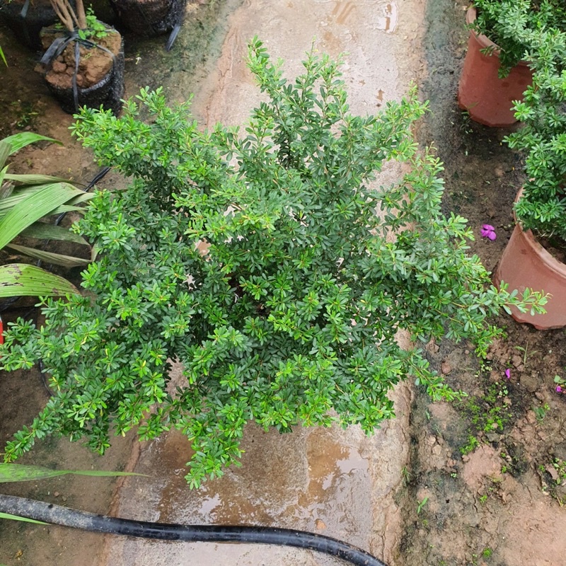 Cây Linh Sam cao 30-40cm