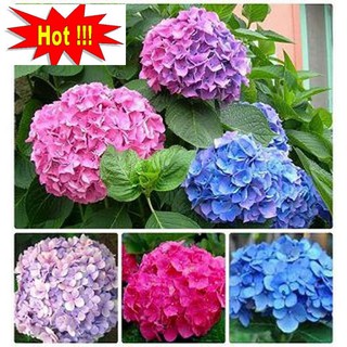 Hạt giống Cẩm tú cầu mix (10 hạt)