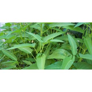 Gói 1kg hạt giống rau muống Thái Lan lá to