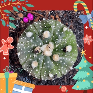 Xương rồng ASTER Đô-la trên cát - Astrophytum Asterias (1.1cm - 1.5cm, 2.1cm - 2.5cm, 3.1cm - 3.5cm, 4.1cm - 4.5cm)