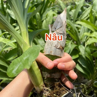 Lan thiên nga đen cây lớn