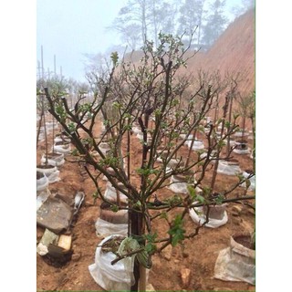 Hạt giống hoa hồng thân gỗ