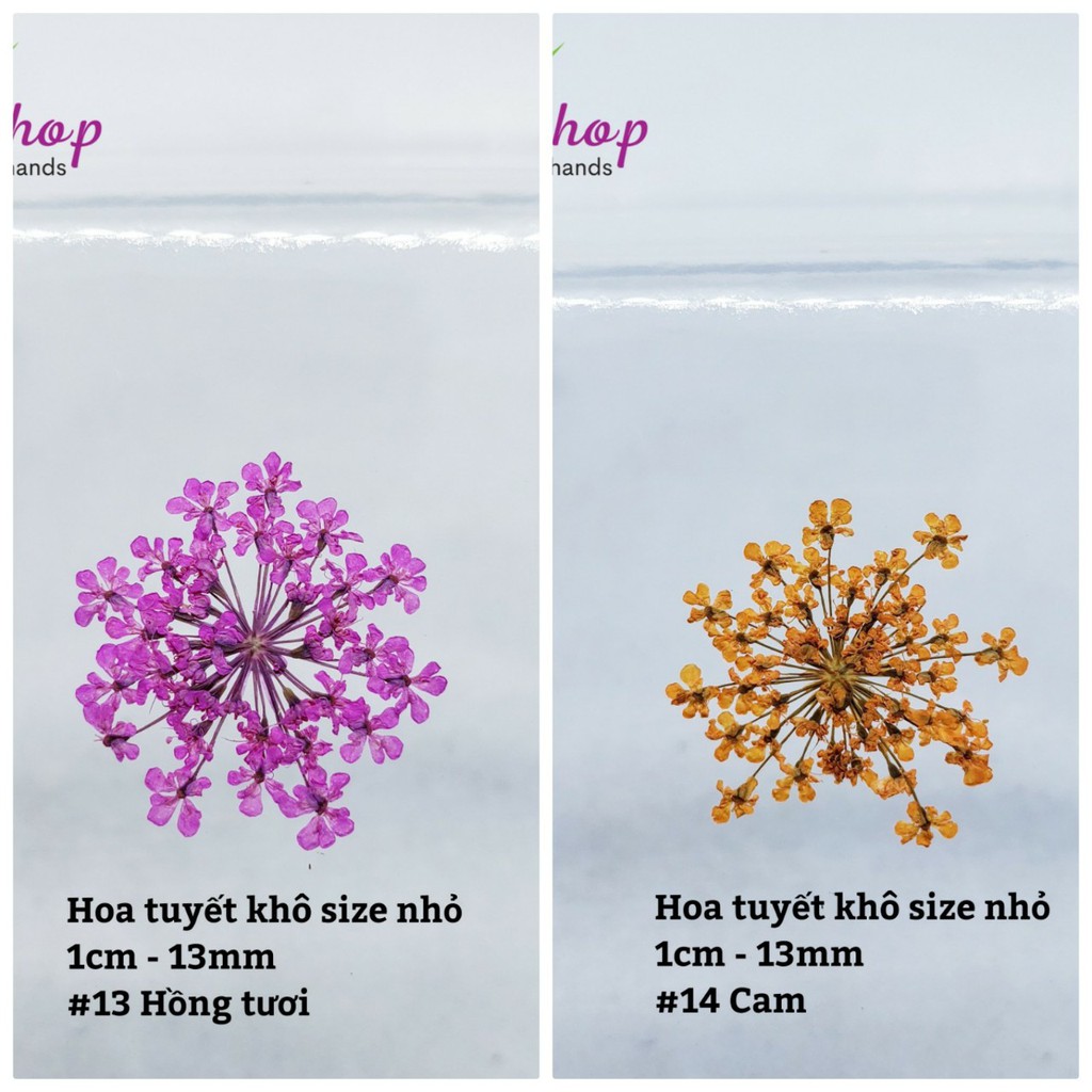 Hoa tuyết khô size nhỏ ( gói 5 hoa)