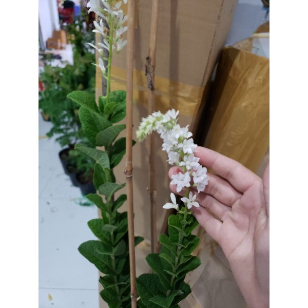 Mai xanh thái bông trắng