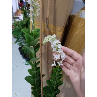 mai xanh thái bông trắng