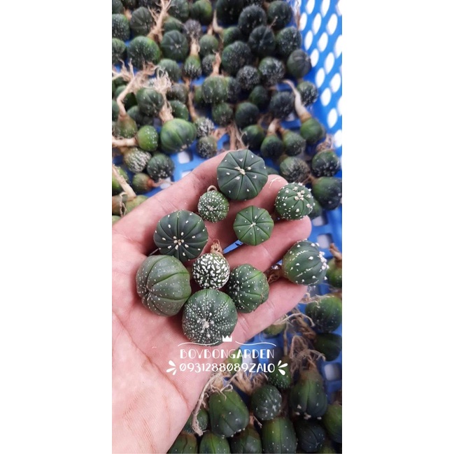 COMBO 10 CÂY XƯƠNG RỒNG ASTER 1-2CM🌵 ❣   ⚡  ❤   ✈