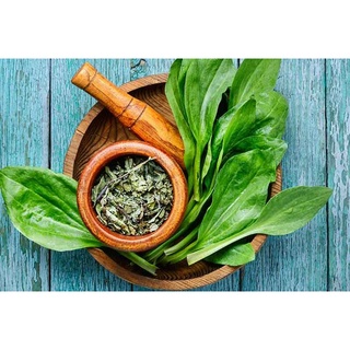 HẠT GIỐNG RAU MÃ ĐỀ